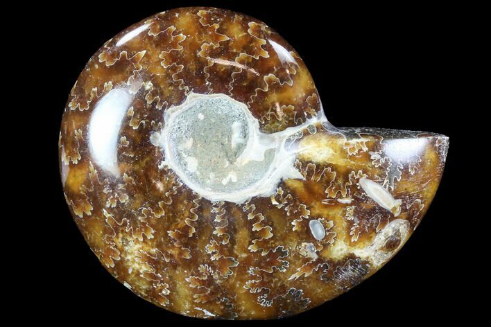 Polished, Agatized Ammonite (Cleoniceras) - Madagascar #88101